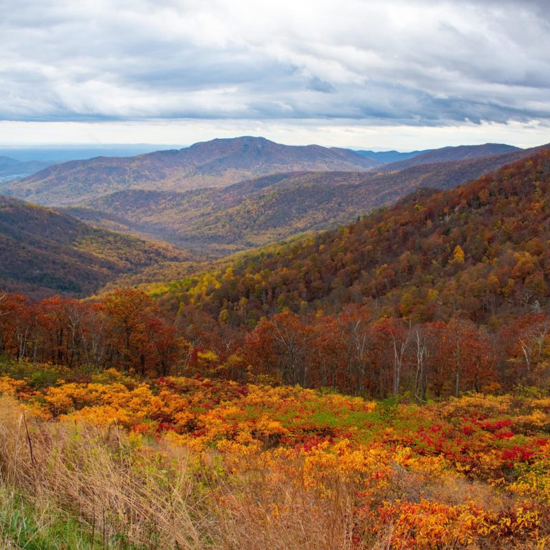 a field with a mountain in the background